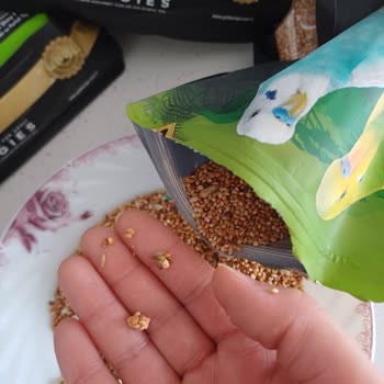 Bozuk Ve Topaklanmış Yem Nedeniyle Muhabbet Kuşlarımın Sağlığı Tehlikede