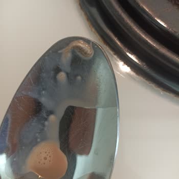 Kido Sütünden Böcek Çıktı: Çocuğumun Sağlığı Tehlikeye Girdi!