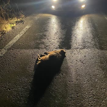 Hasar Kaydım Yanlış Girildi, Mağduriyet Yaşıyorum