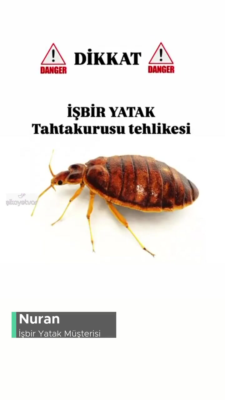 İşbir Yatak Yerel Depodan Evimi İstila Eden Tahtakuruları! videonun kapak resmi
