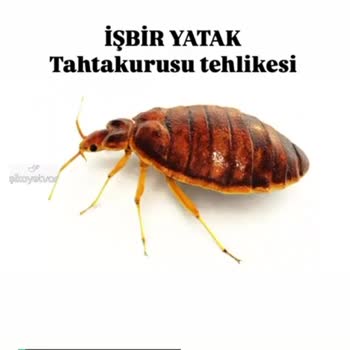 İşbir Yatak Yerel Depodan Evimi İstila Eden Tahtakuruları!