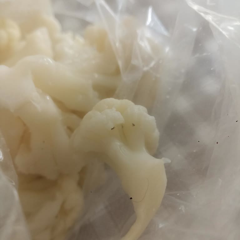 Gimat Gross Karnabahar Turşusunda Böcek Ve Kıl Sorunu