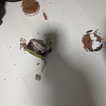 Kötü Kutulama Nedeniyle Pasta Yere Düştü