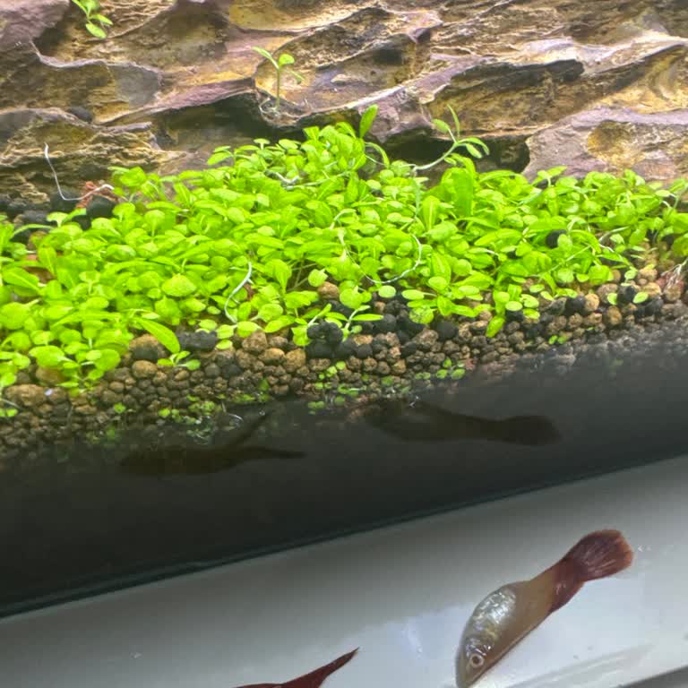 Yosun Giderici Ürün Balıklarımın Ölümüne Neden Oldu