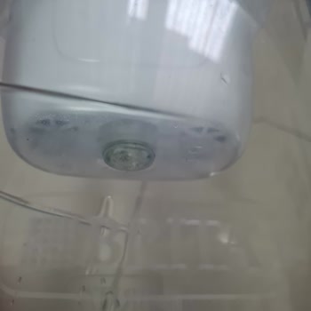 Brita Sürahide Yosunlanma Ve Temizlik Sorunu: Acil Çözüm Bekliyorum