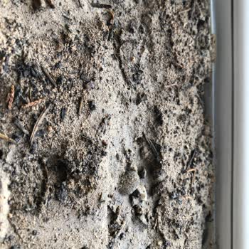 Satın Aldığım Çiçek Tohumları Çimlenmedi, Firma İletişime Geçmedi