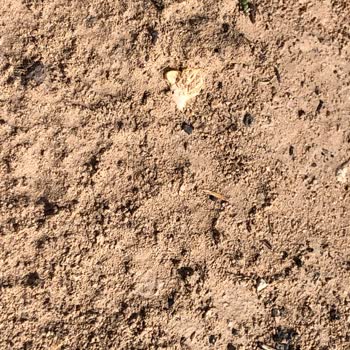 Satın Aldığım Çiçek Tohumları Çimlenmedi, Firma İletişime Geçmedi