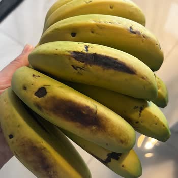 Aldığım Meyveler Ezik Ve Çürük Çıktı Ne Yapabilirim