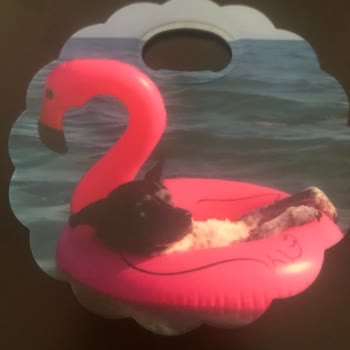 Yanlış Ve Kalitesiz Ürün Gönderimi, Kötü Müşteri Hizmeti