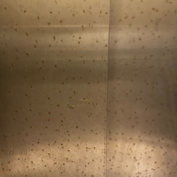 Yeni Alınan Asansörlerde Paslanma Ve Servis İlgisizliği Mağduriyeti