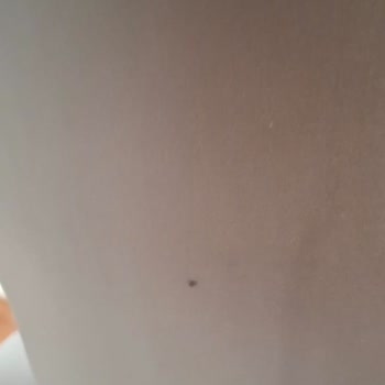 Defolu Ve Kötü Kokulu Berjerler, İlgisiz Ve Ciddiyetsiz Hizmet