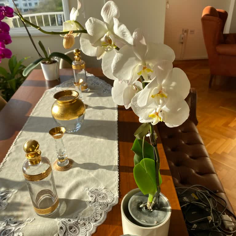 Kurumus Orkide Teslimatı Ve Şikayet Hattına Ulaşılamıyor