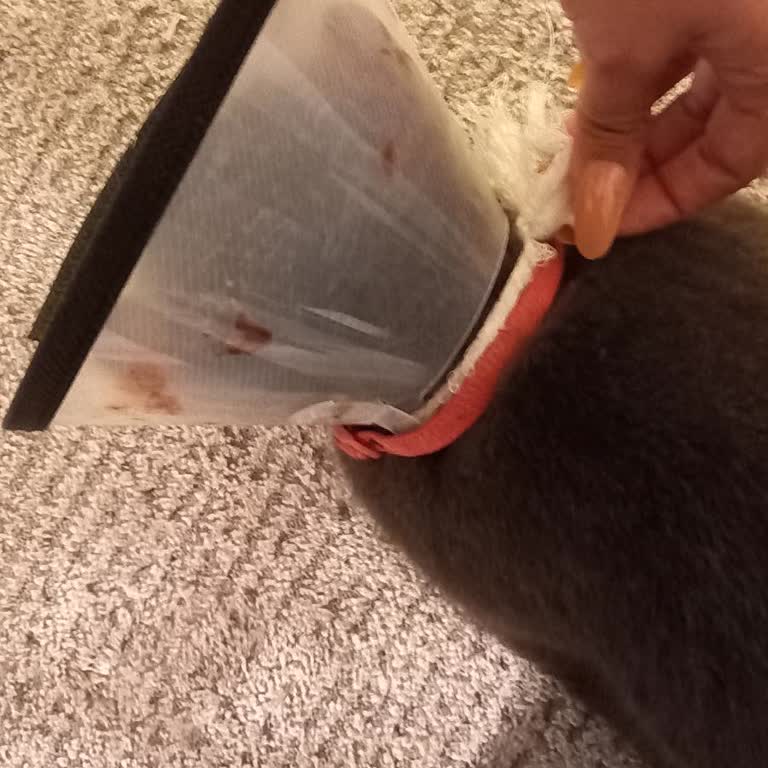 Veterinerde Steril Olmayan Ortam Ve İlgisiz Yaklaşım Sonrası Kedim Hasta Oldu