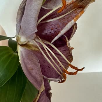 Yanlış Adrese Teslimat Ve Adres Güncelleme Sorunu