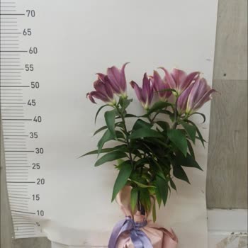 Yanlış Adrese Teslimat Ve Adres Güncelleme Sorunu