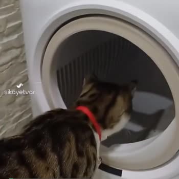 Xenon Smart Kedi Tuvaleti Şikayeti; Güvenliği Yok, Koku Jeli İşe Yaramıyor!