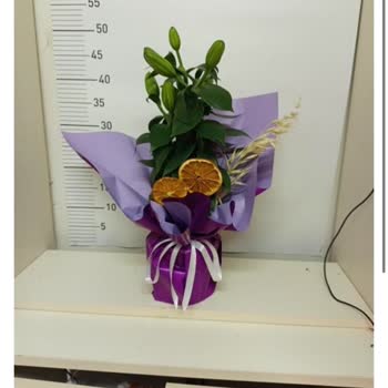 Taze Çiçek | Tazecicek.com Görselle Alakasız Solmuş Çiçekler Ve Yetersiz Müşteri Hizmeti