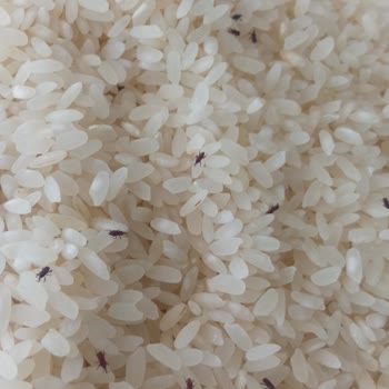 Tarım Kredi Kooperatifi Marketten Aldığım Pirinç Böcekli Çıktı