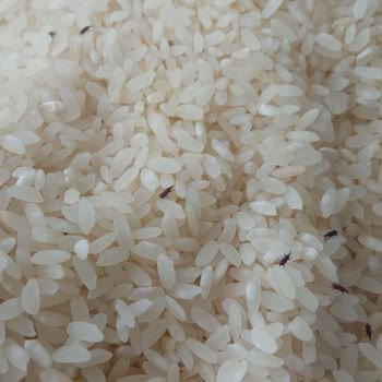 Tarım Kredi Kooperatifi Marketten Aldığım Pirinç Böcekli Çıktı