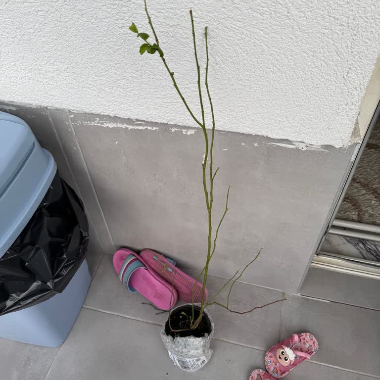 Sipariş Edilen Yaban Mersini Fidanı Beklentileri Karşılamadı Ve Firma İletişimsiz