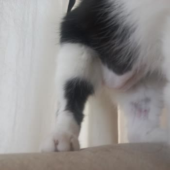Animal Art Veteriner Kliniği'nde Hijyen Eksikliği Ve İletişim Sorunları Nedeniyle Mağduriyet