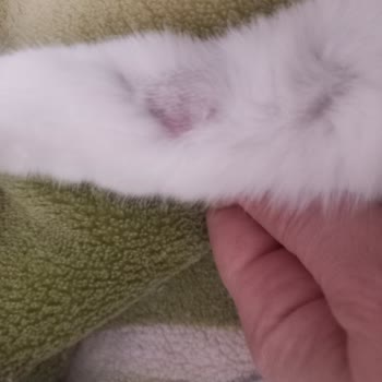 Animal Art Veteriner Kliniği'nde Hijyen Eksikliği Ve İletişim Sorunları Nedeniyle Mağduriyet