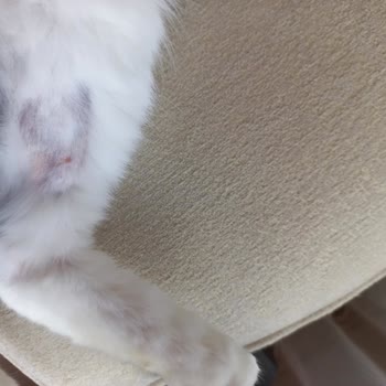 Animal Art Veteriner Kliniği'nde Hijyen Eksikliği Ve İletişim Sorunları Nedeniyle Mağduriyet