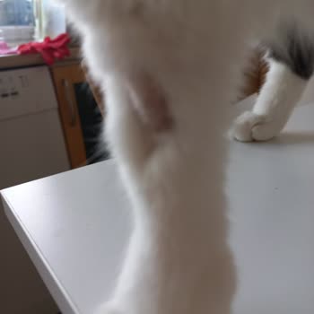 Animal Art Veteriner Kliniği'nde Hijyen Eksikliği Ve İletişim Sorunları Nedeniyle Mağduriyet