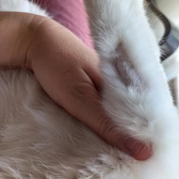 Animal Art Veteriner Kliniği'nde Hijyen Eksikliği Ve İletişim Sorunları Nedeniyle Mağduriyet