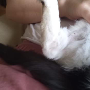 Animal Art Veteriner Kliniği'nde Hijyen Eksikliği Ve İletişim Sorunları Nedeniyle Mağduriyet