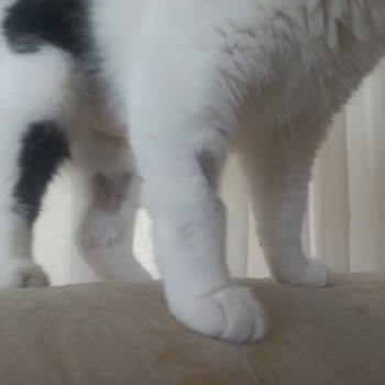 Animal Art Veteriner Kliniği'nde Hijyen Eksikliği Ve İletişim Sorunları Nedeniyle Mağduriyet