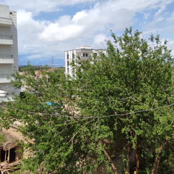 Elektrik Tellerine Temas Eden Dut Ağaçları Tehlike Saçıyor