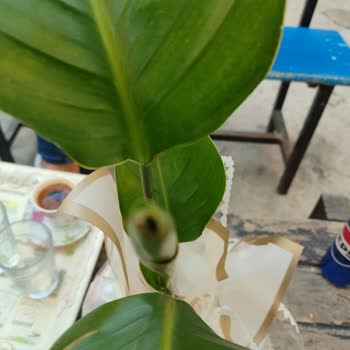 Çiçek Sepeti Doğum Günü İçin Gönderilen Çiçek Beklentileri Karşılamadı