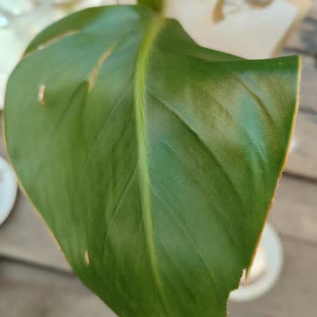 Çiçek Sepeti Doğum Günü İçin Gönderilen Çiçek Beklentileri Karşılamadı