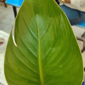 Çiçek Sepeti Doğum Günü İçin Gönderilen Çiçek Beklentileri Karşılamadı