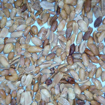 Ekonomik Paketlerde Bayat Ve Kalitesiz Yer Fıstığı Satışı