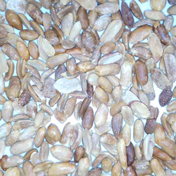 Ekonomik Paketlerde Bayat Ve Kalitesiz Yer Fıstığı Satışı