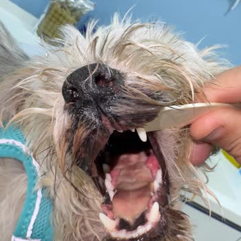 Yanlış Tedaviyle Köpeğimin Hayatını Tehlikeye Attılar