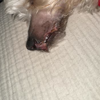 Yanlış Tedaviyle Köpeğimin Hayatını Tehlikeye Attılar