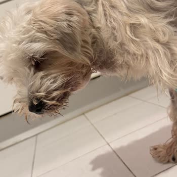 Yanlış Tedaviyle Köpeğimin Hayatını Tehlikeye Attılar