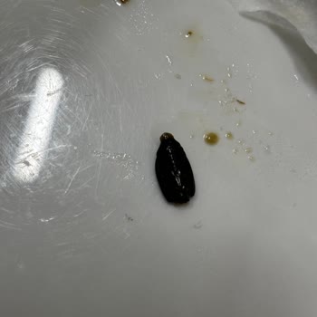 Superfresh Ton Mix Mısırlı Üründe Böcek Şoku: Salatam Mahvoldu
