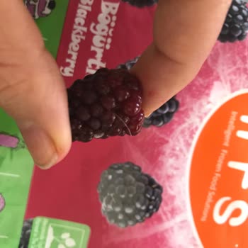 Böğürtlenin İçinden Saç Çıkması Hijyen Endişesi Yarattı