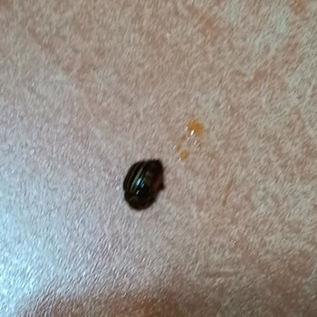 Tat Gıda Konserve Bezelyeden Böcek Çıkması Ve Güven Kaybı