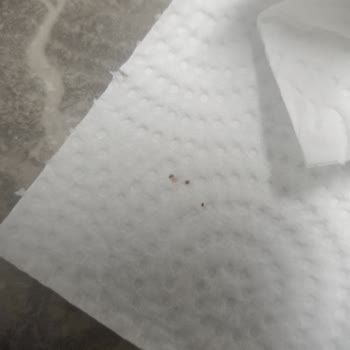 Namet Dana Salamdan Böcek Çıkması Nedeniyle Hayal Kırıklığı