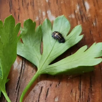 Kırçiçeği'nde Yeşillik Tabağında Böcek Şoku