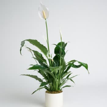 Sipariş Edilen Çiçek Görselden Tamamen Farklı Ve Çözüm Sunulmadı