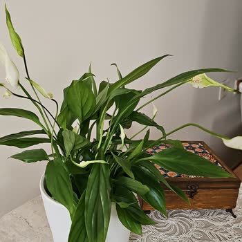 Sipariş Edilen Çiçek Görselden Tamamen Farklı Ve Çözüm Sunulmadı