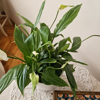 Sipariş Edilen Çiçek Görselden Tamamen Farklı Ve Çözüm Sunulmadı