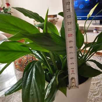 Sipariş Edilen Çiçek Görselden Tamamen Farklı Ve Çözüm Sunulmadı