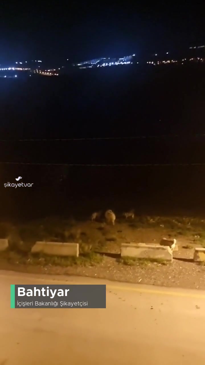 İçişleri Bakanlığı Talimatına Rağmen Köpekler Toplanmıyor! videonun kapak resmi